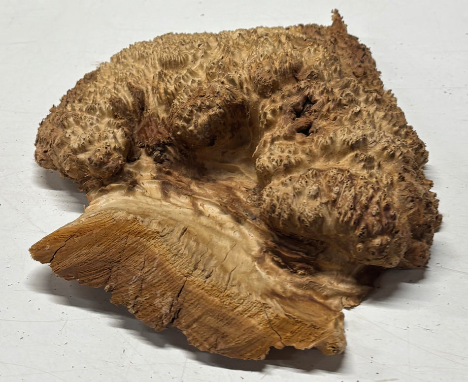 Brown Mallee Burl Blank 12.5" x 9" x 2.5" 3.6 Lbs #6125
