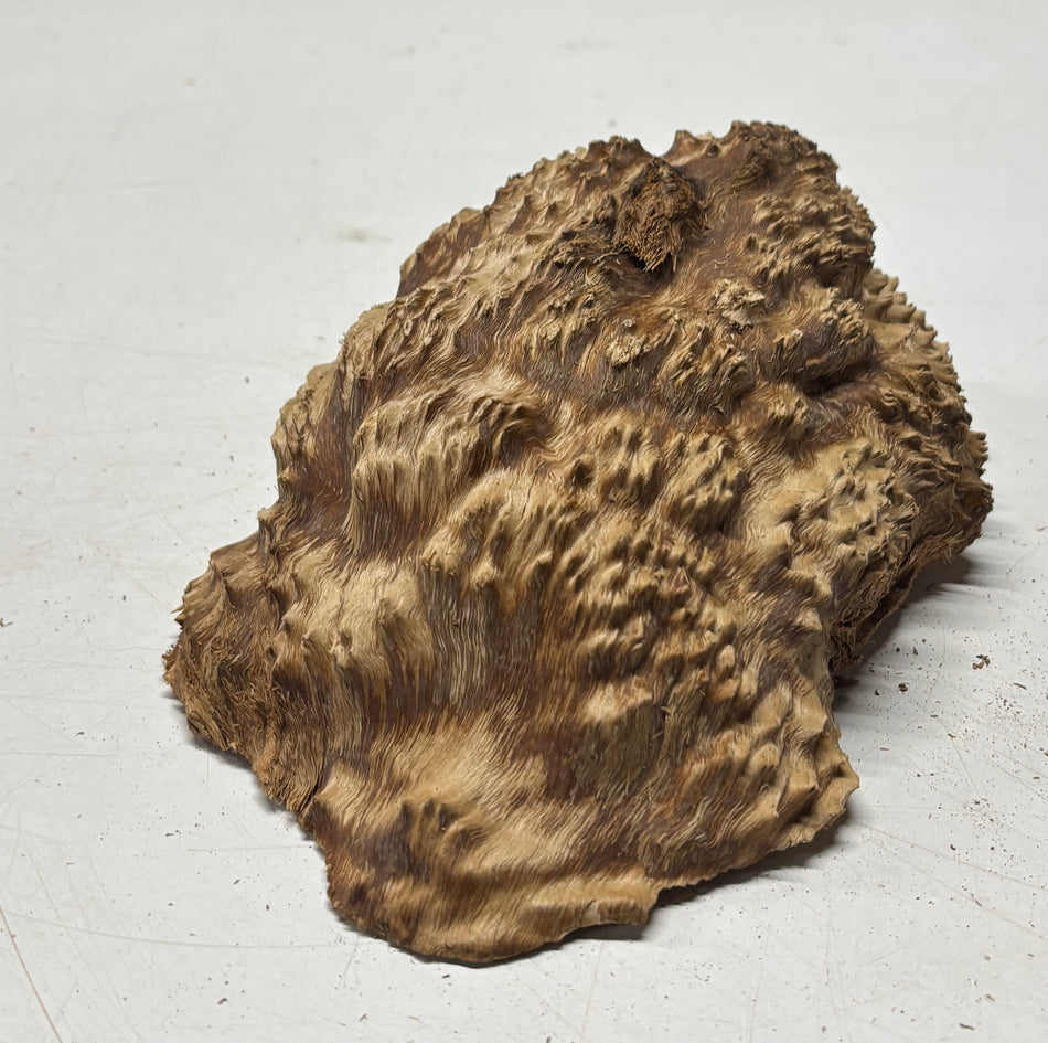 Brown Mallee Burl Blank 8" x 5" x 3" 2 Lbs #6126