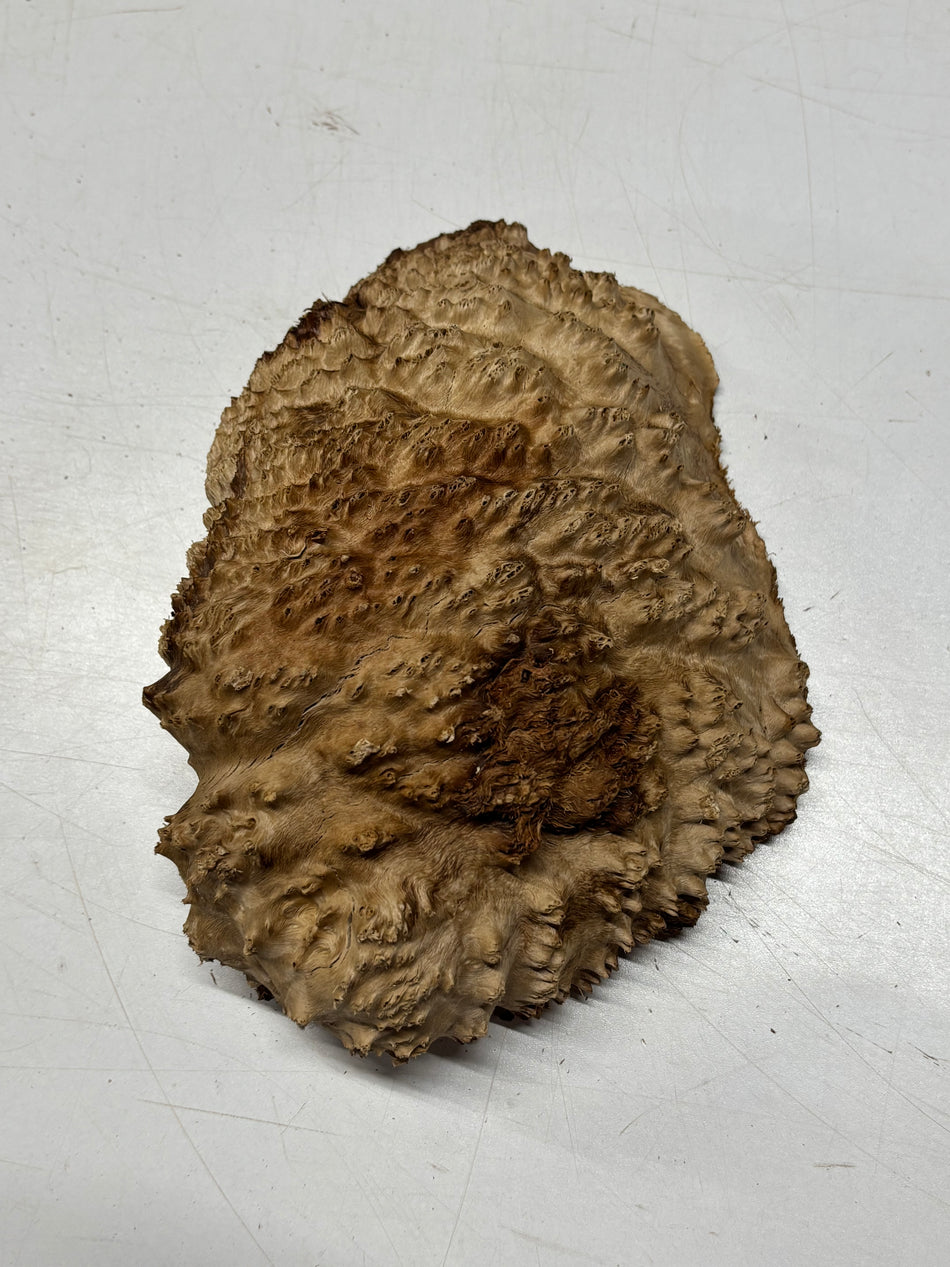 Brown Mallee Burl Blank 9" x 6" x 3" 3.9 Lbs #6127
