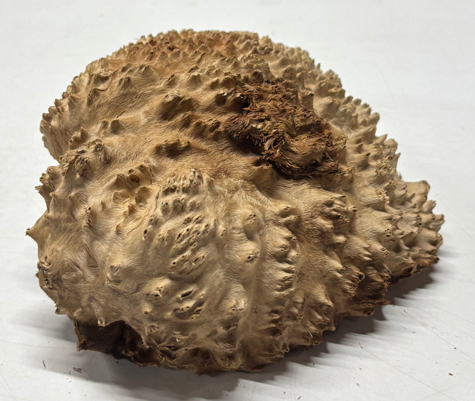Brown Mallee Burl Blank 9" x 6" x 3" 3.9 Lbs #6127