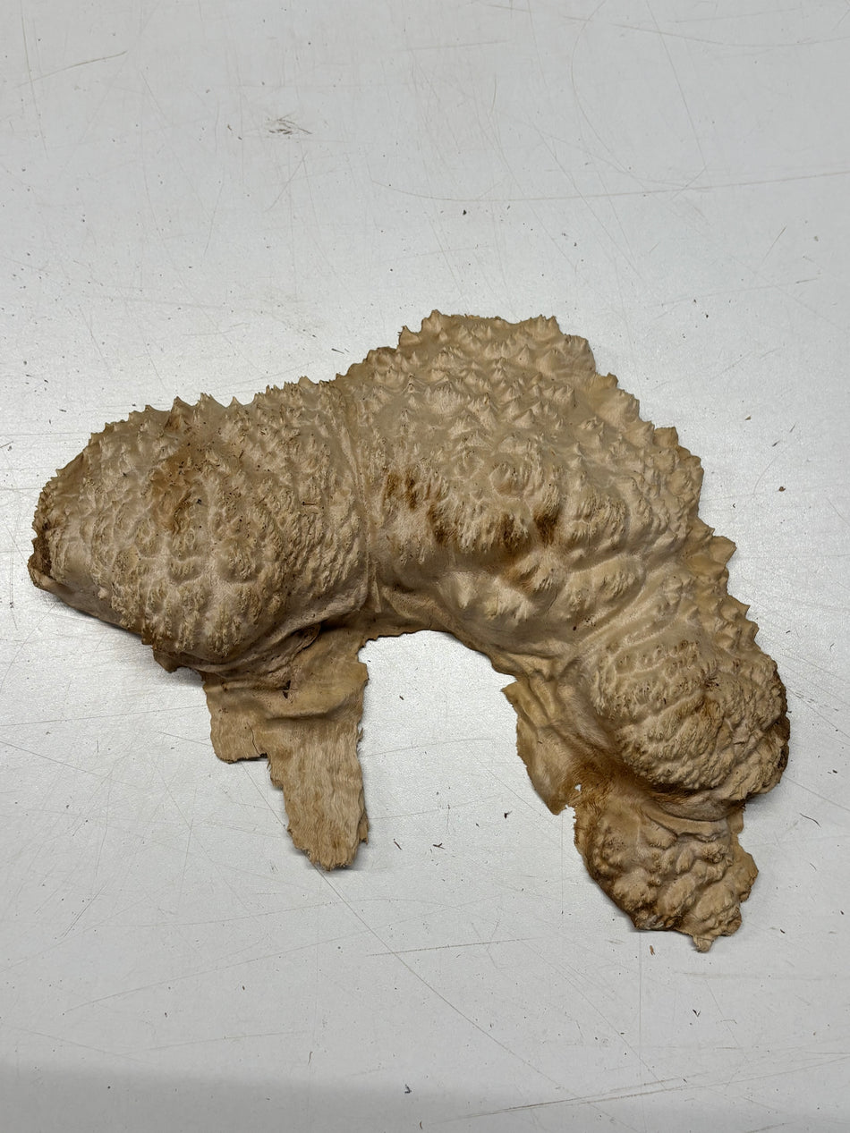 Brown Mallee Burl Blank 10" x 5" x 2" 1.9 Lbs #6128