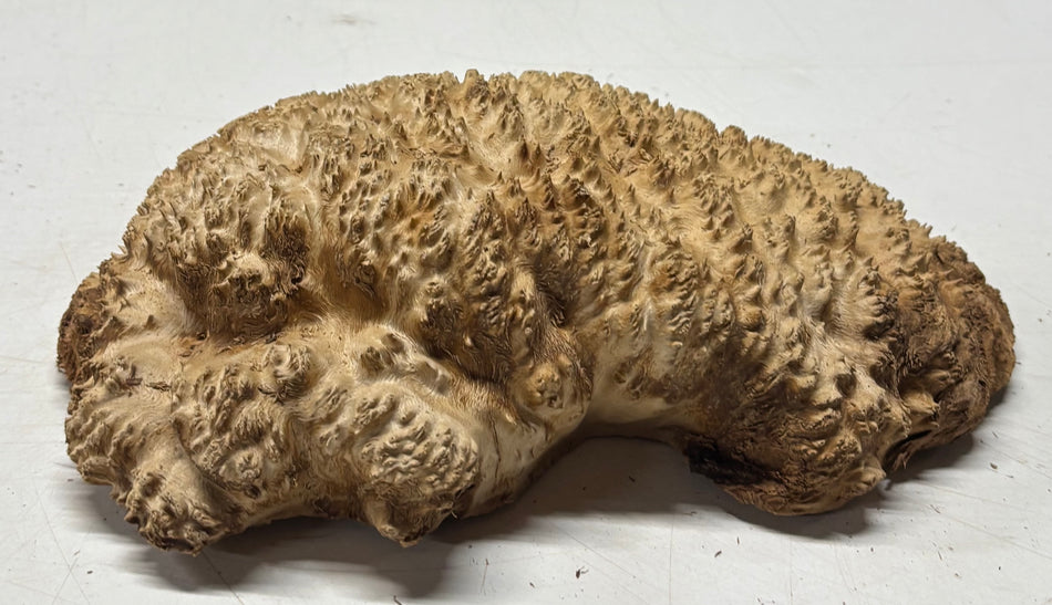 Brown Mallee Burl Blank 9" x 6" x 3" 2.5 Lbs #6129