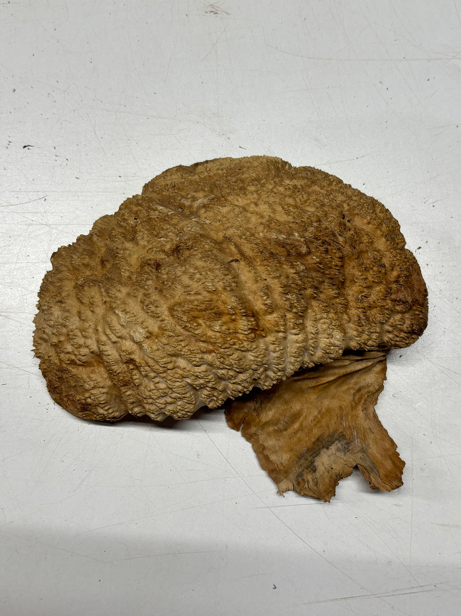 Brown Mallee Burl Blank 8.5" x 6" x 3" 2.8 Lbs #6130