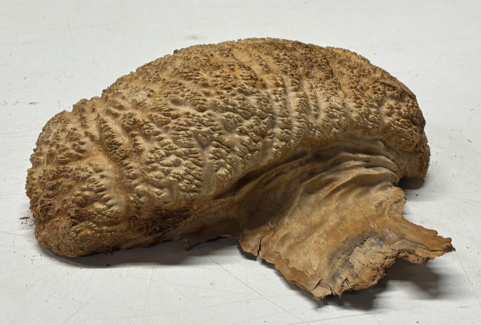Brown Mallee Burl Blank 8.5" x 6" x 3" 2.8 Lbs #6130