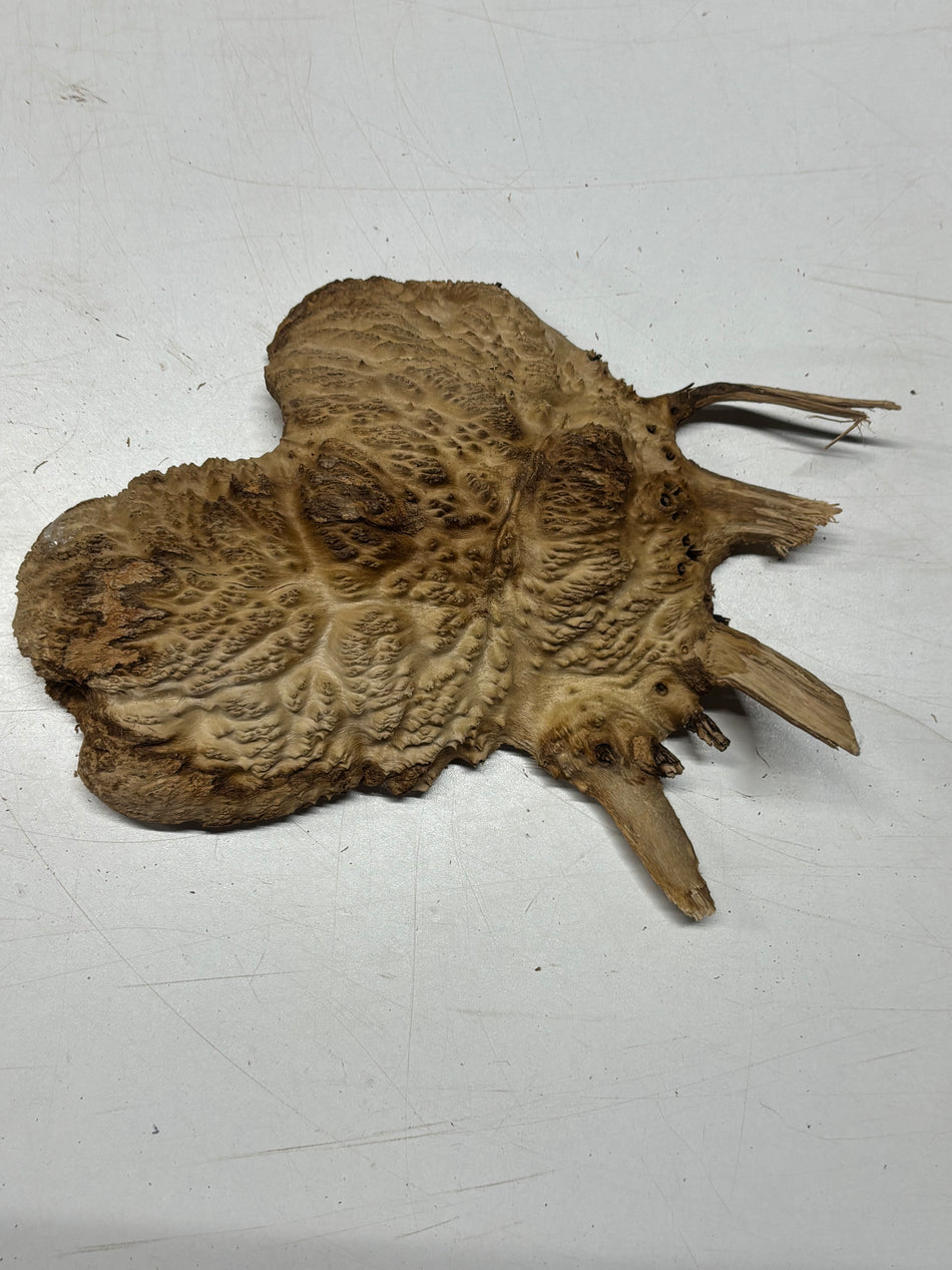 Brown Mallee Burl Blank 9" x 7" x 2" 2 Lbs #6131