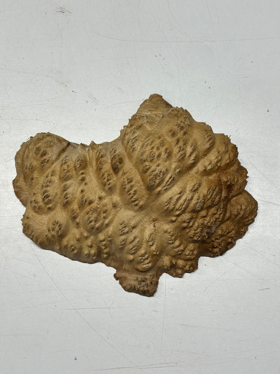 Brown Mallee Burl Blank 9" x 7" x 2" 2 Lbs #6133