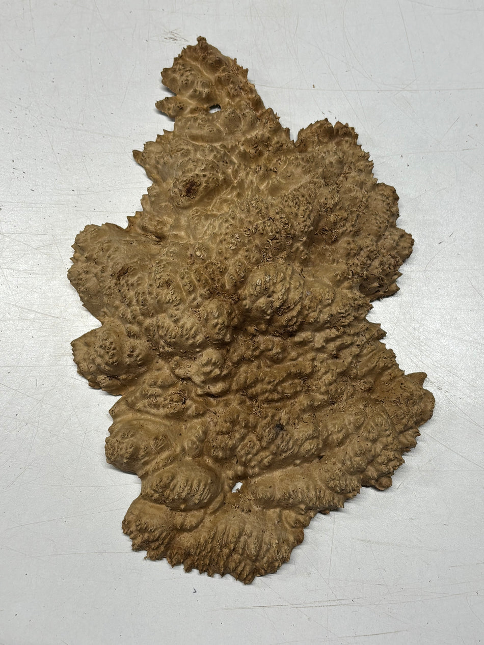 Brown Mallee Burl Blank 11" x 8" x 2" 2.4 Lbs #6134