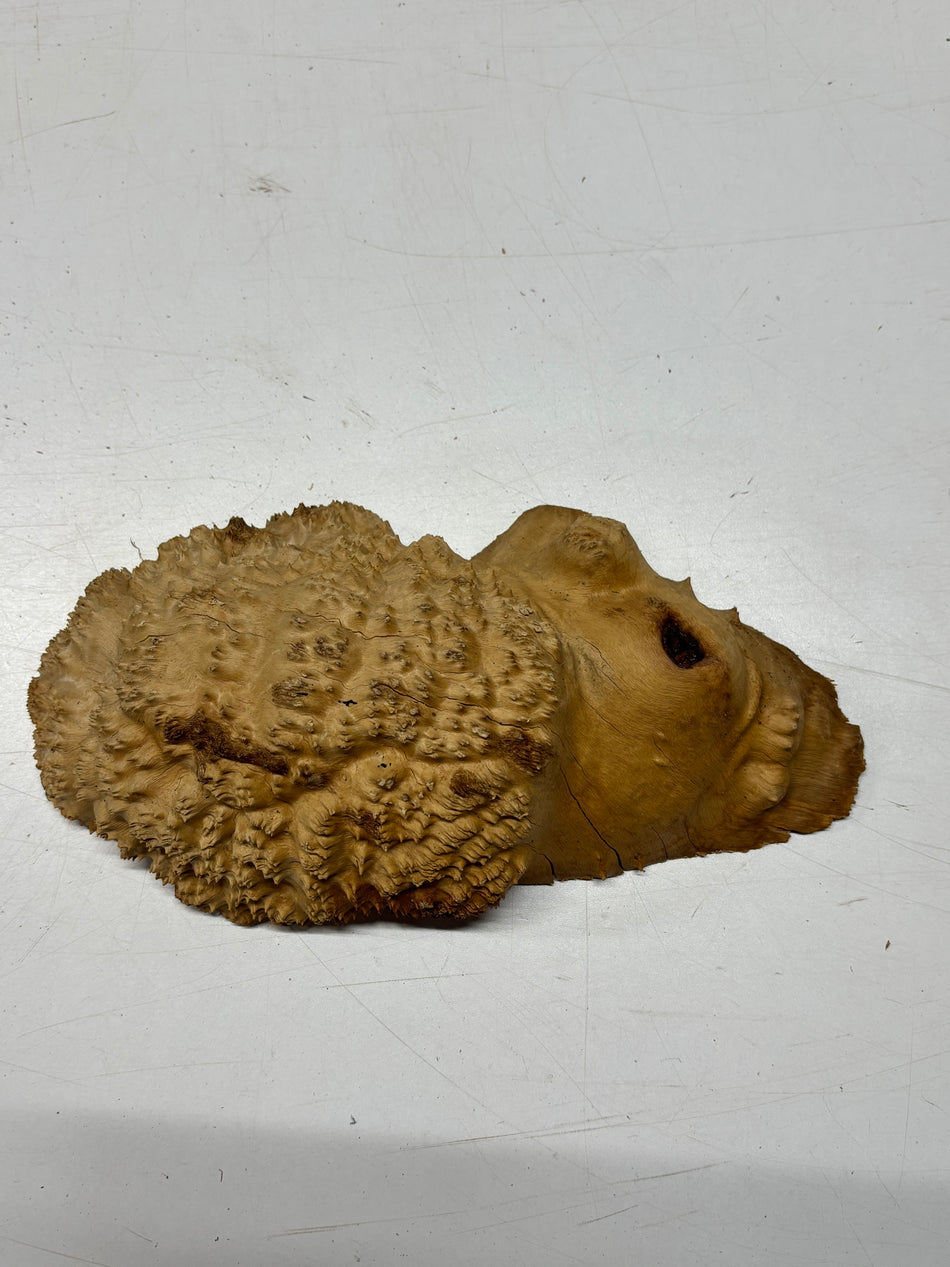 Brown Mallee Burl Blank 11" x 5" x 3" 2.8 Lbs #6135