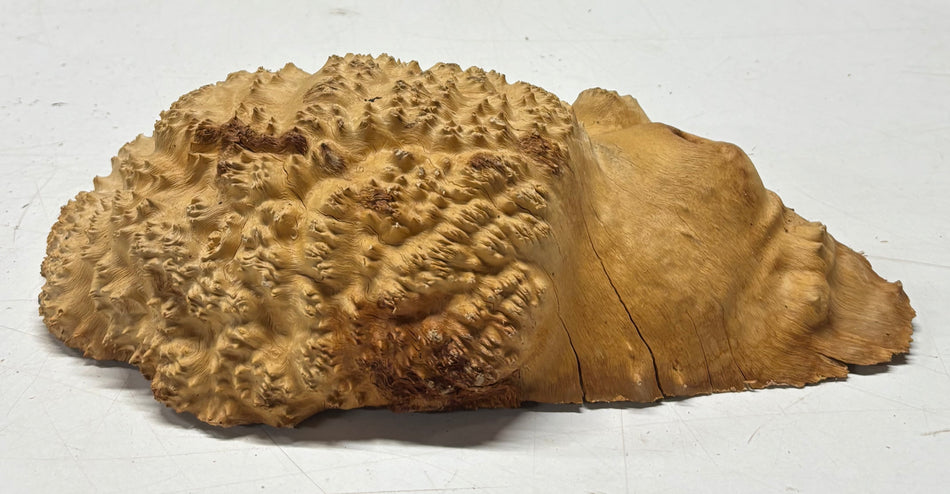 Brown Mallee Burl Blank 11" x 5" x 3" 2.8 Lbs #6135