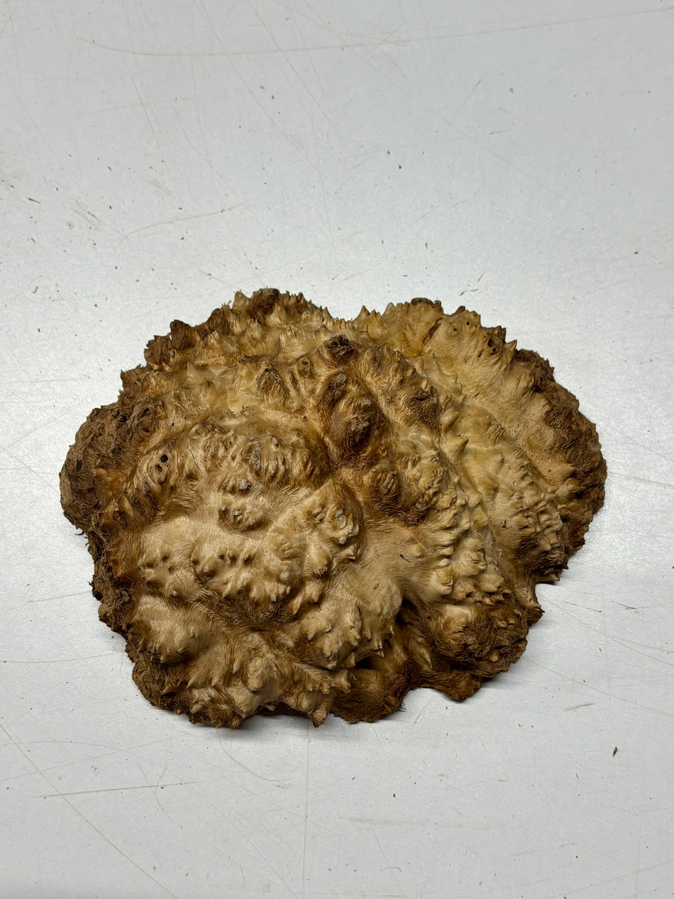 Brown Mallee Burl Blank 7" x 5" x 2" 1.7 Lbs #6136