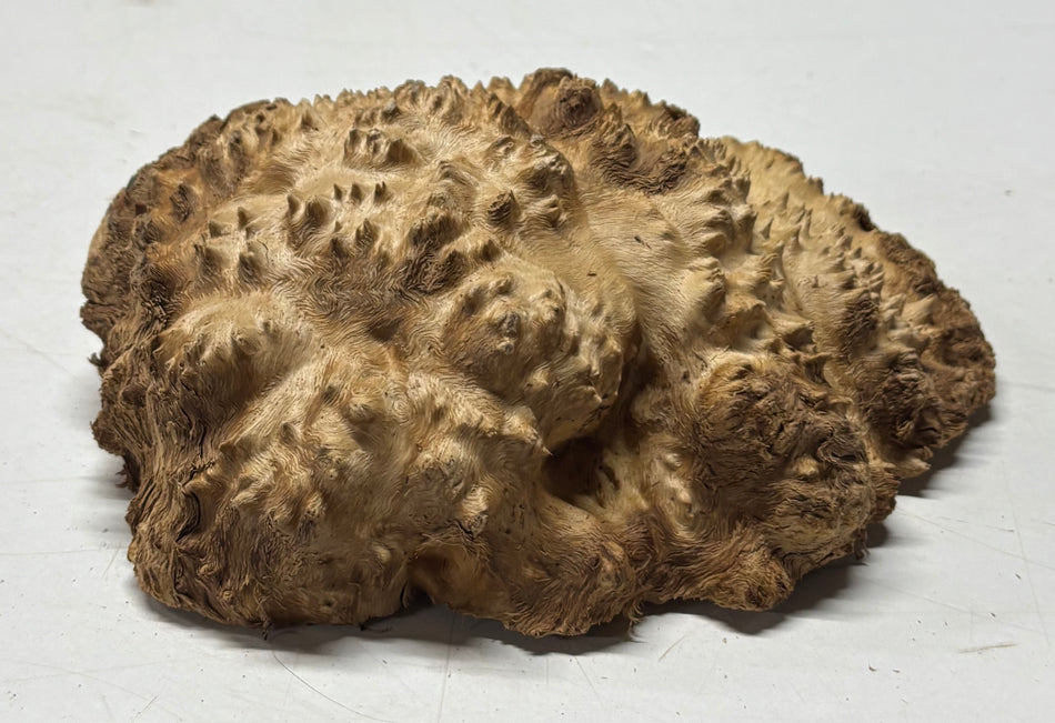 Brown Mallee Burl Blank 7" x 5" x 2" 1.7 Lbs #6136