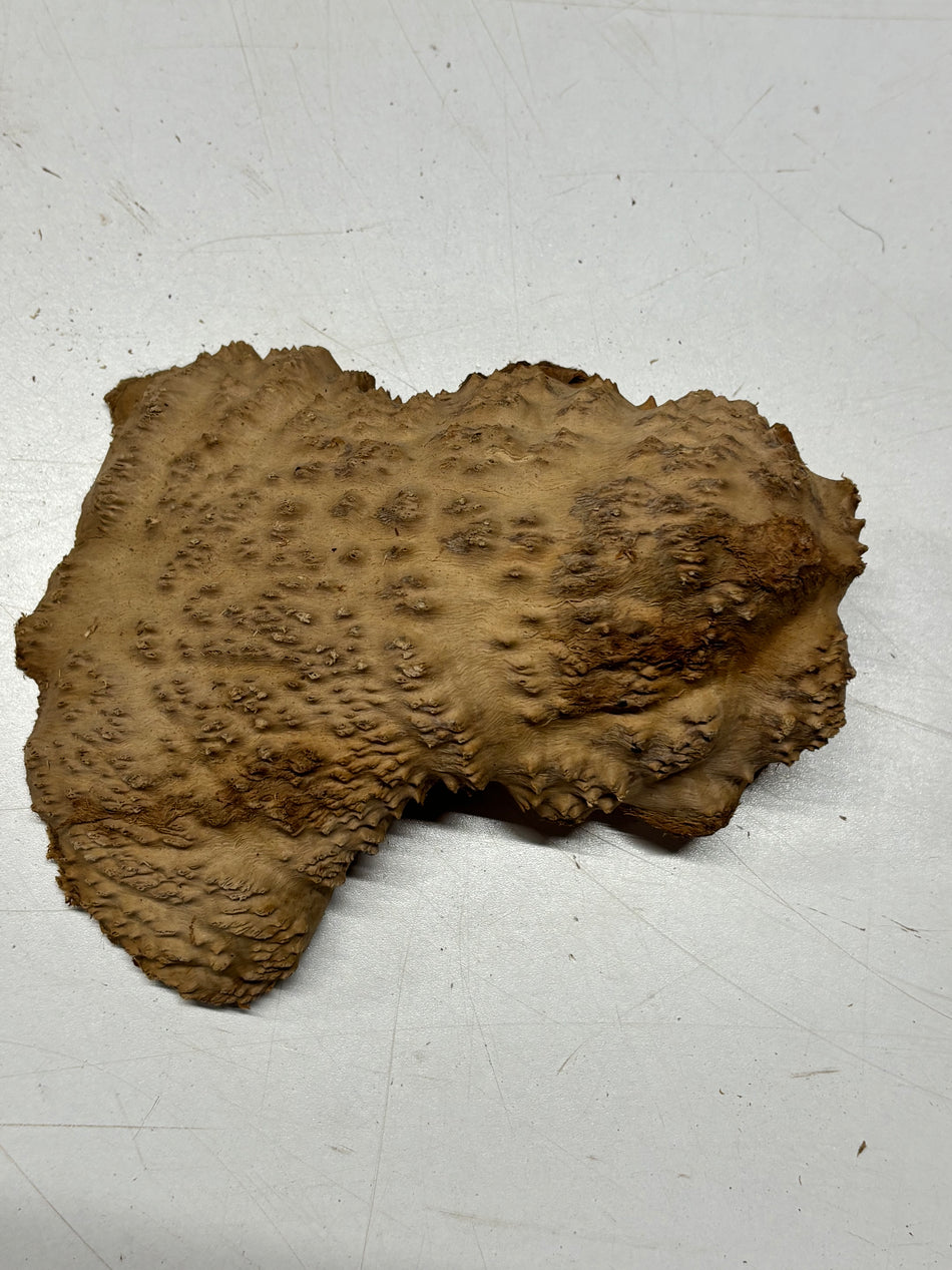 Brown Mallee Burl Blank 7" x 4" x 2" 1.4 Lbs #6137