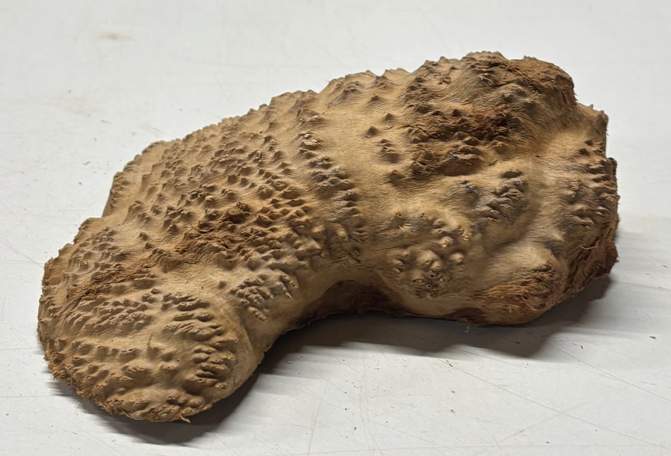 Brown Mallee Burl Blank 7" x 4" x 2" 1.4 Lbs #6137