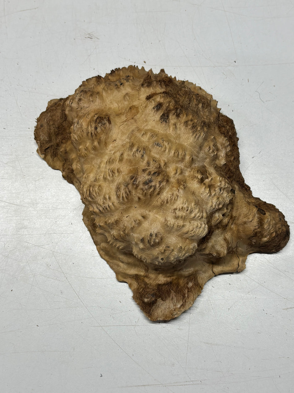 Brown Mallee Burl Blank 9" x 7" x 3" 4 Lbs #6138