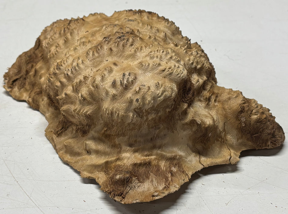 Brown Mallee Burl Blank 9" x 7" x 3" 4 Lbs #6138