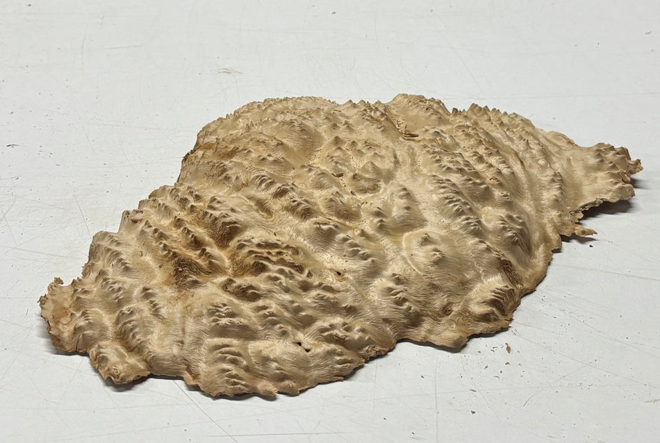 Brown Mallee Burl Blank 12" x 9" x 1" 2.1 Lbs #6139