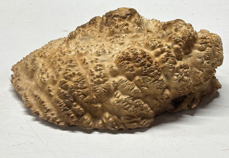 Brown Mallee Burl Blank 11" x 7" x 4" 5 Lbs #6141
