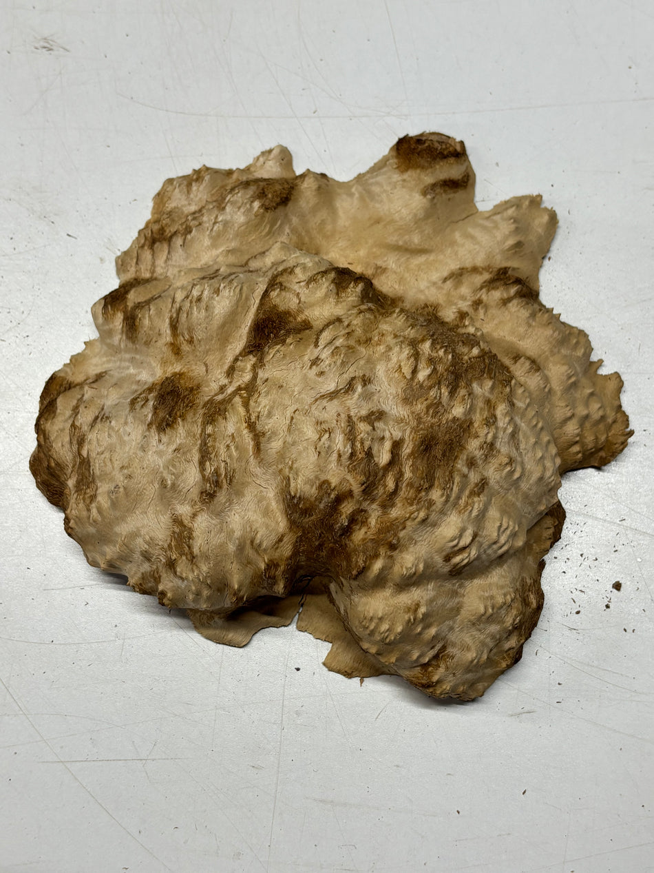 Brown Mallee Burl Blank 8" x 6" x 1.5" 3 Lbs #6142