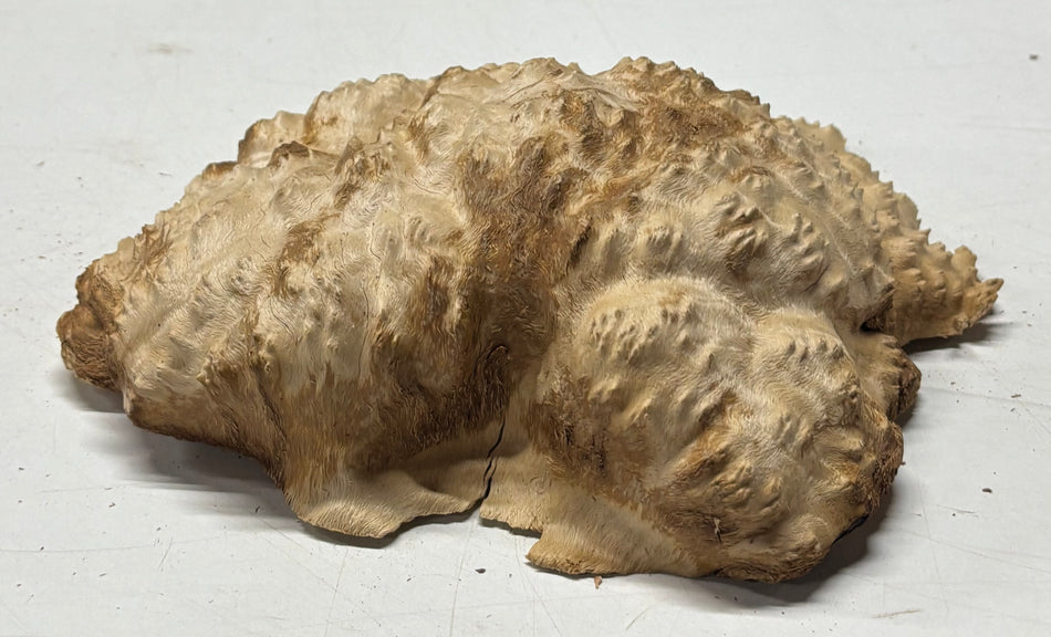 Brown Mallee Burl Blank 8" x 6" x 1.5" 3 Lbs #6142