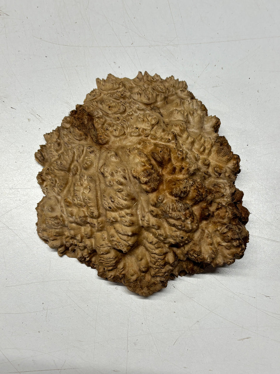 Brown Mallee Burl Blank 7" x 7" x 1.5" 1.7 Lbs #6143