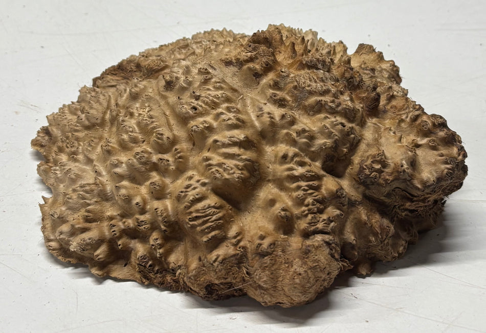 Brown Mallee Burl Blank 7" x 7" x 1.5" 1.7 Lbs #6143