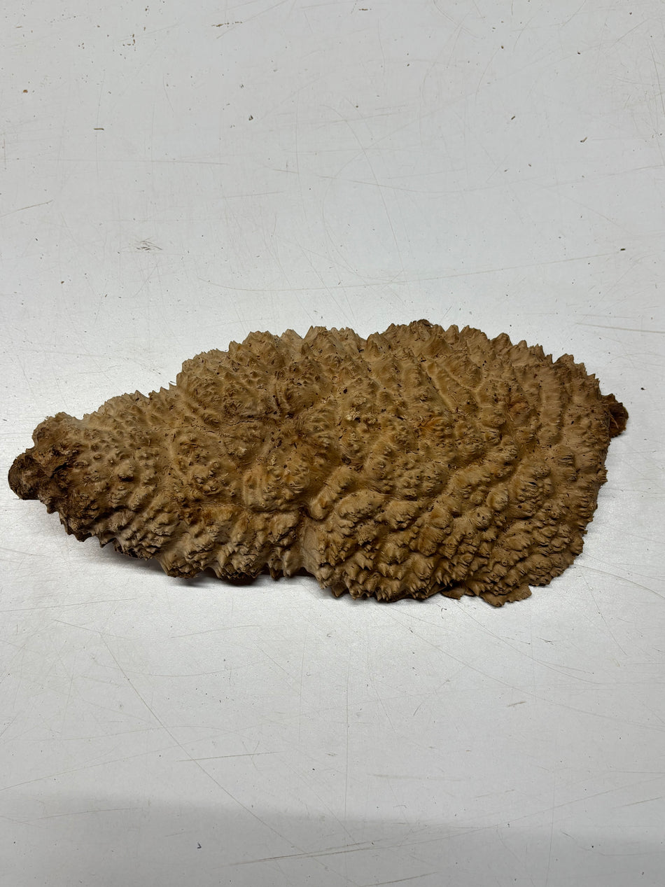 Brown Mallee Burl Blank 12.5" x 6" x 2.5" 3.9 Lbs #6144