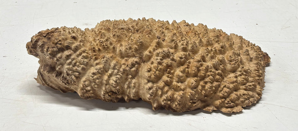Brown Mallee Burl Blank 12.5" x 6" x 2.5" 3.9 Lbs #6144