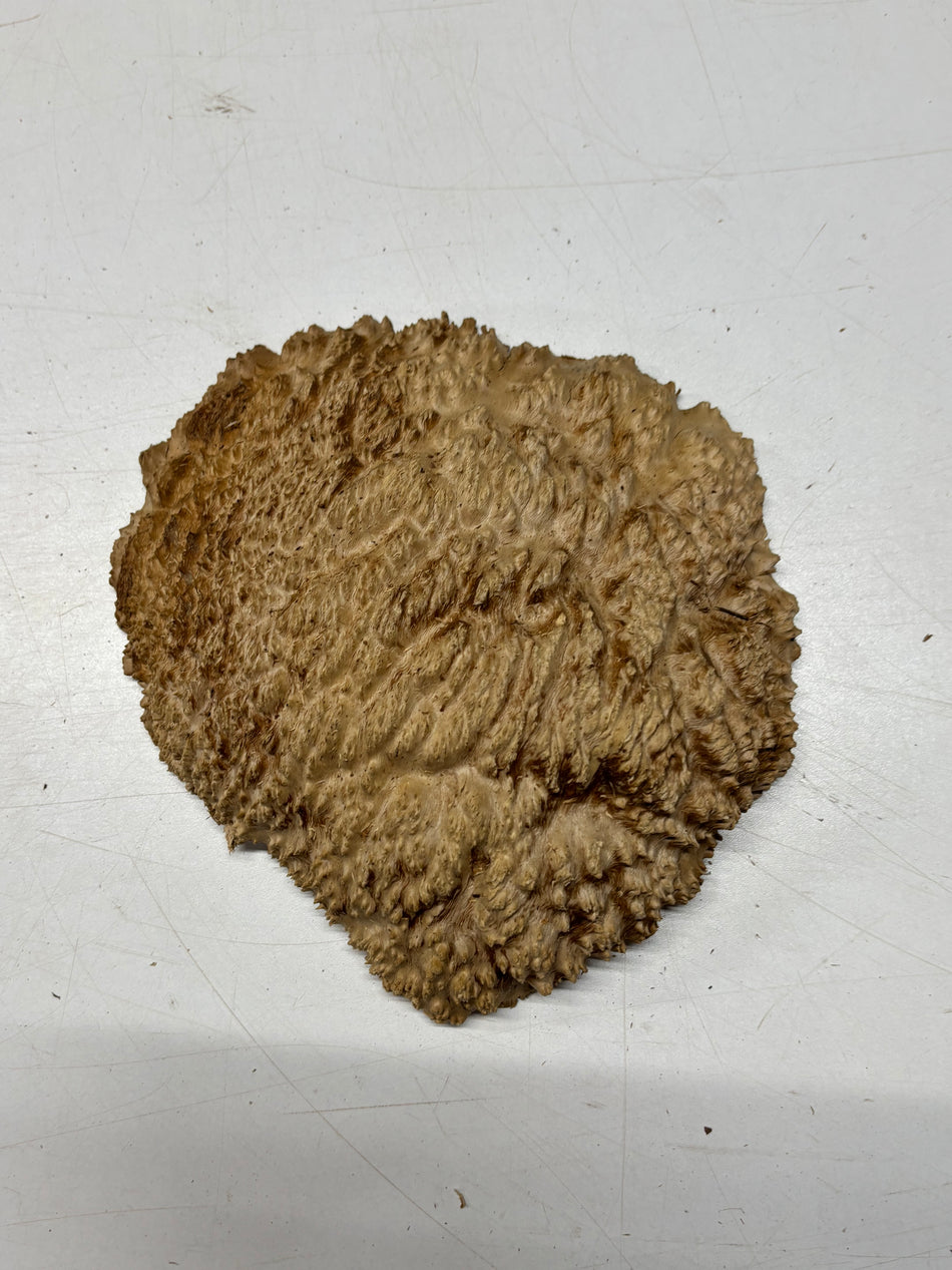 Brown Mallee Burl Blank 8" x 7" x 2" 1.9 Lbs #6145