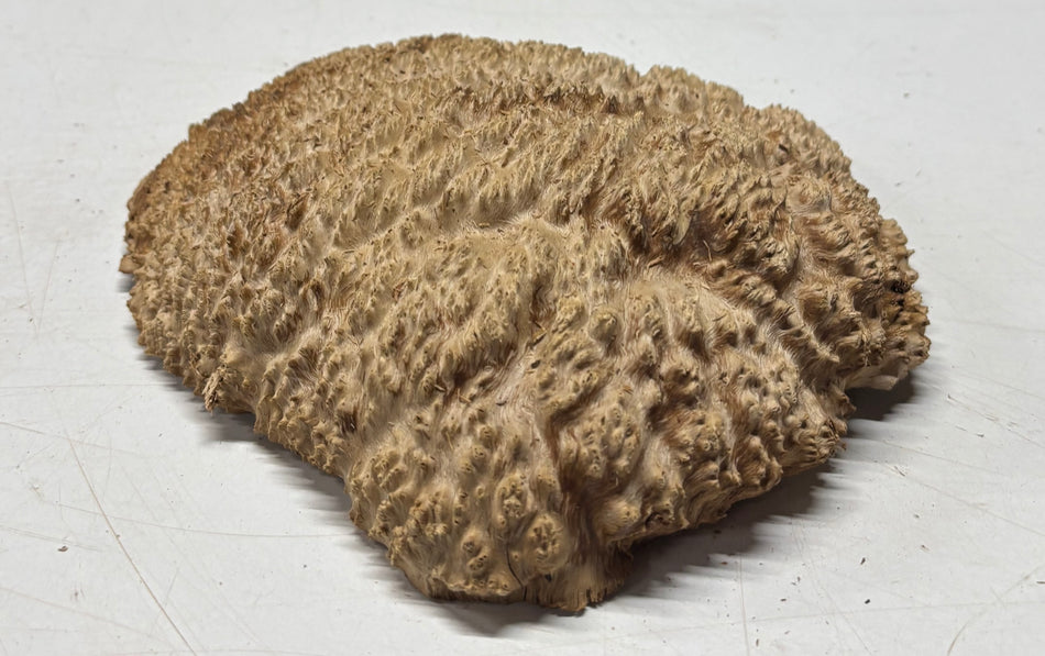 Brown Mallee Burl Blank 8" x 7" x 2" 1.9 Lbs #6145