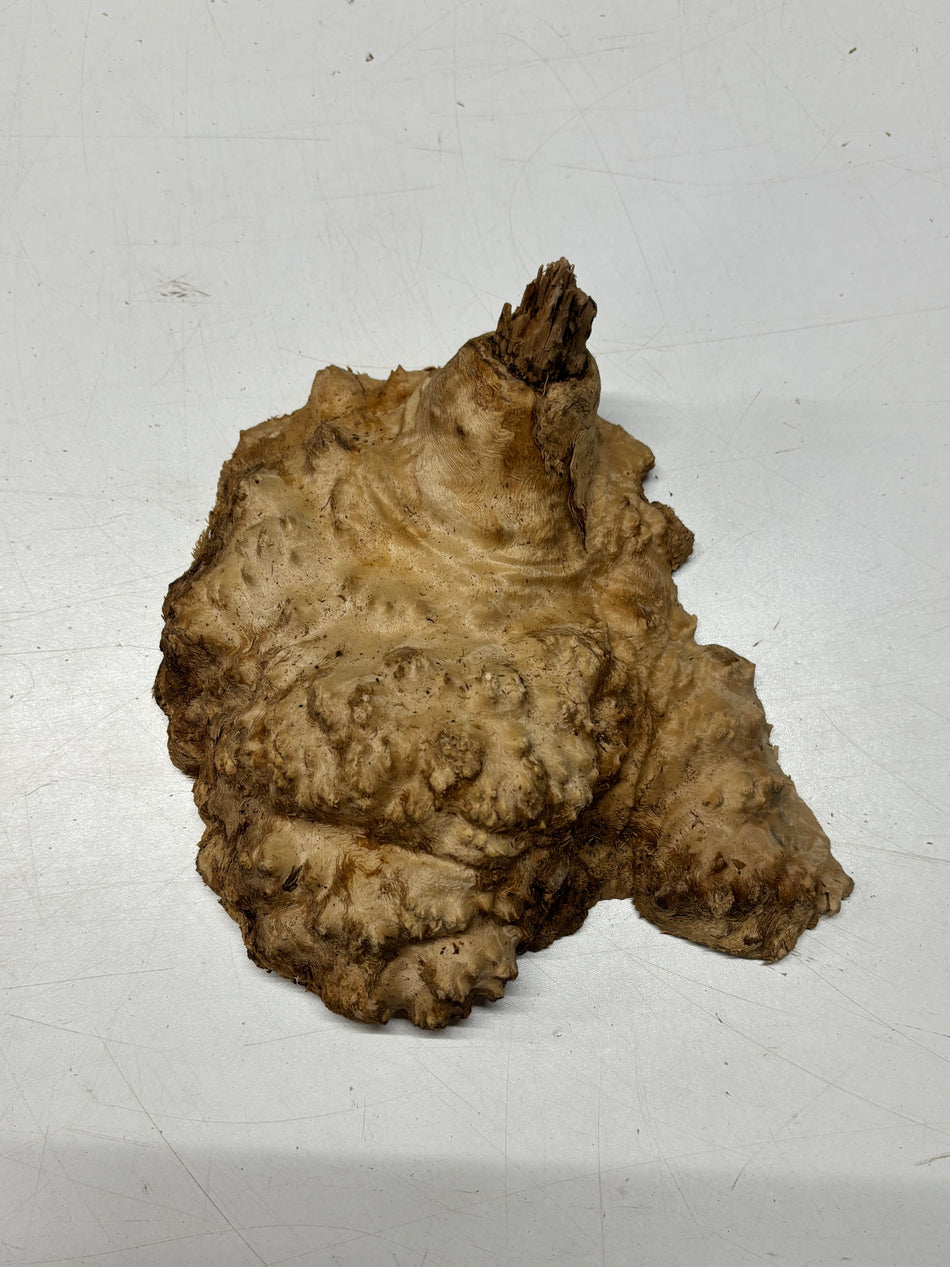 Brown Mallee Burl Blank 7" x 6.5" x 1.3" 1.8 Lbs #6146