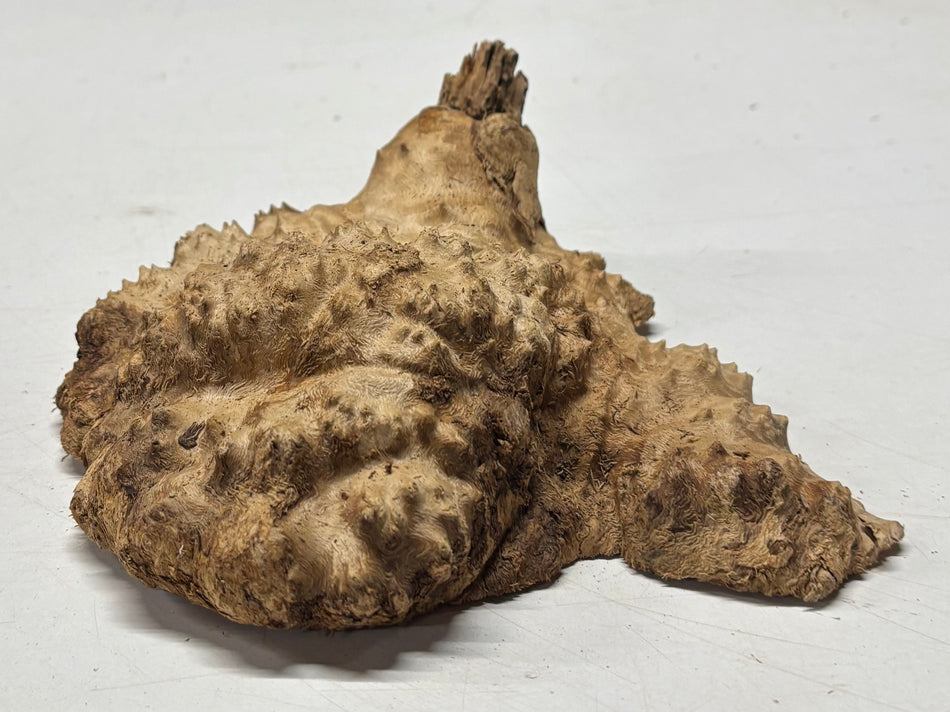 Brown Mallee Burl Blank 7" x 6.5" x 1.3" 1.8 Lbs #6146