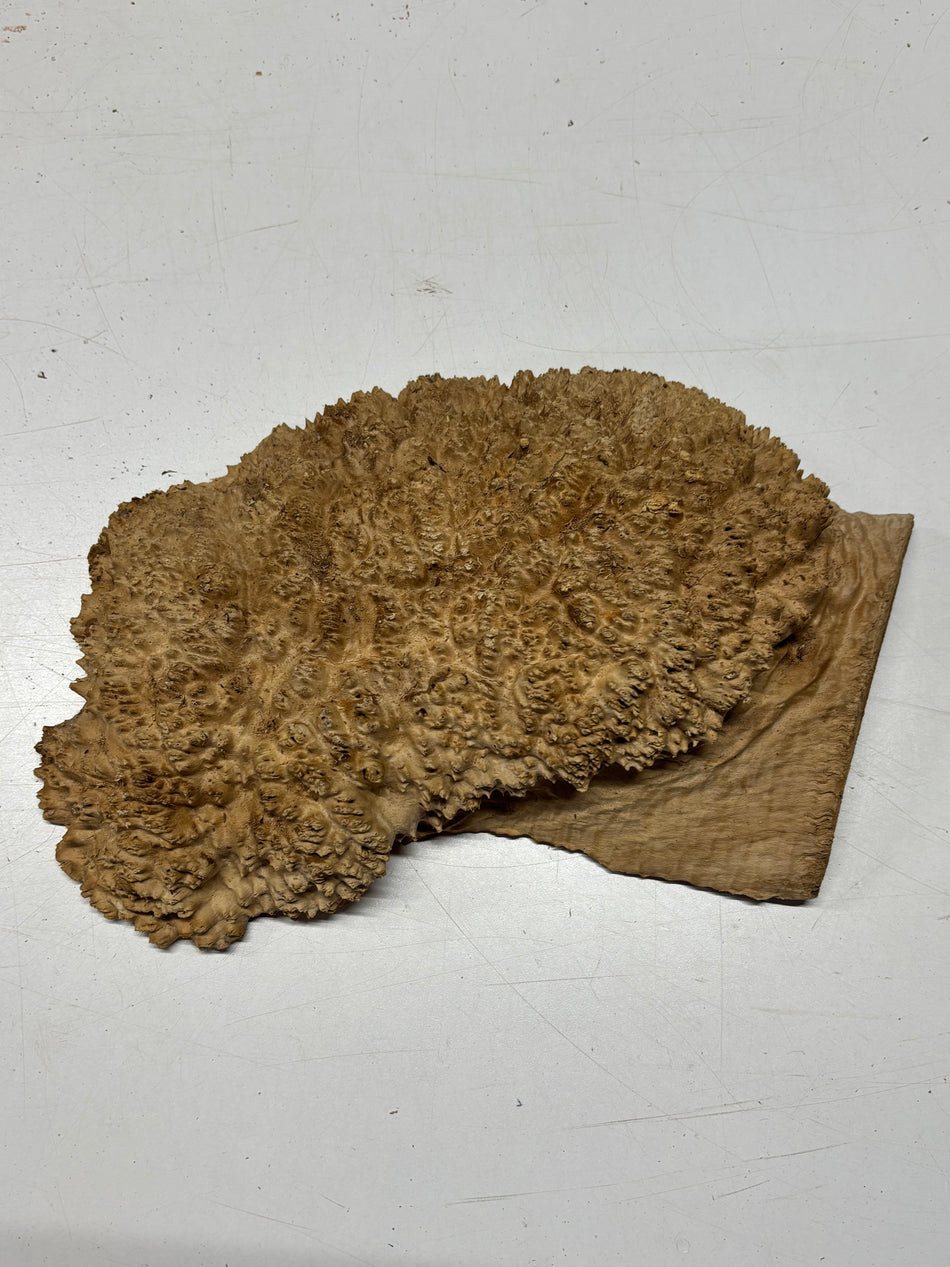 Brown Mallee Burl Blank 14" x 7.5" x 3" 5.3 Lbs #6147