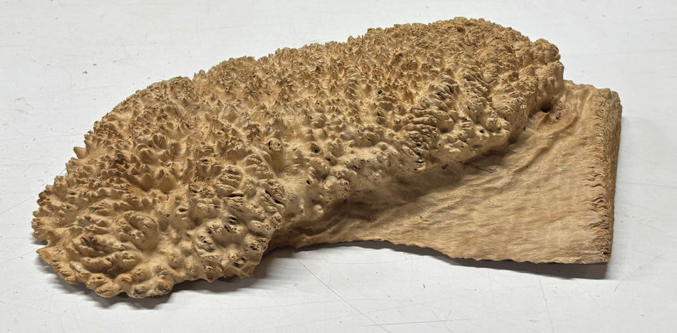 Brown Mallee Burl Blank 14" x 7.5" x 3" 5.3 Lbs #6147