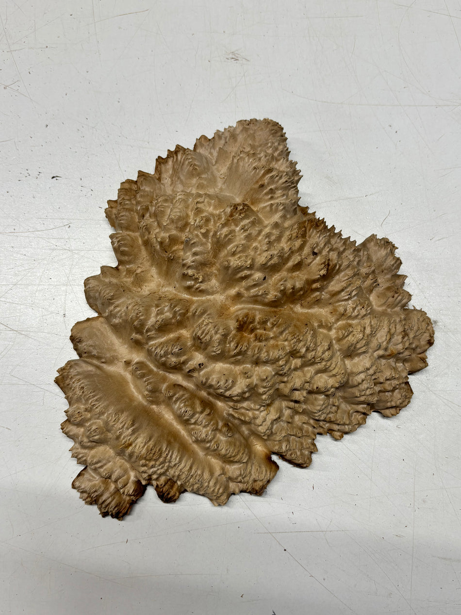Brown Mallee Burl Blank 9" x 8" x 1.5" 2 Lbs #6148