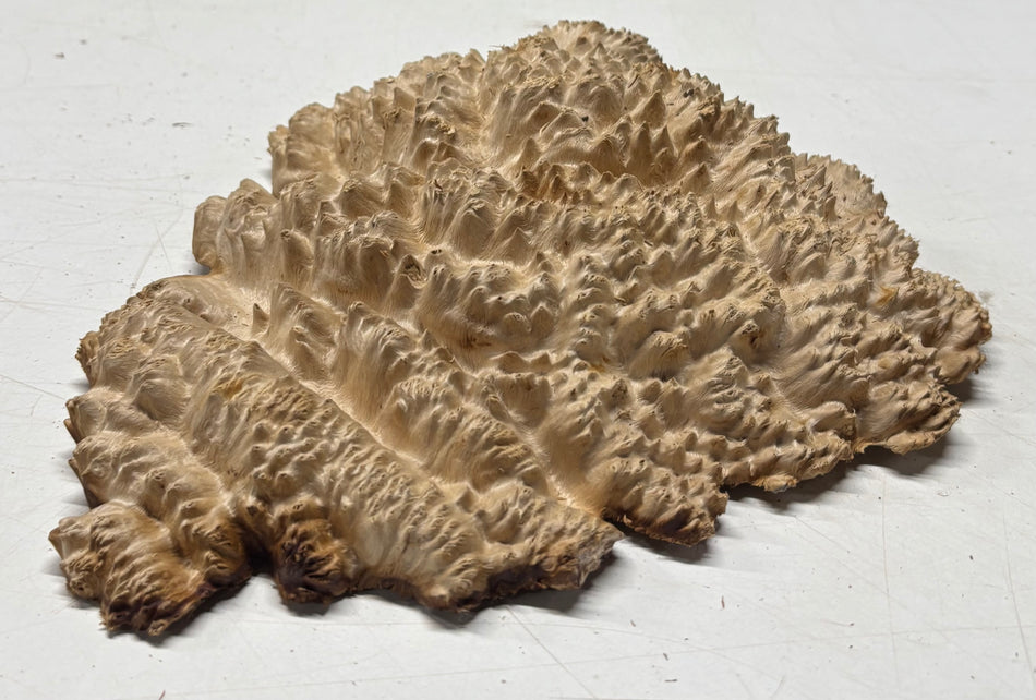 Brown Mallee Burl Blank 9" x 8" x 1.5" 2 Lbs #6148