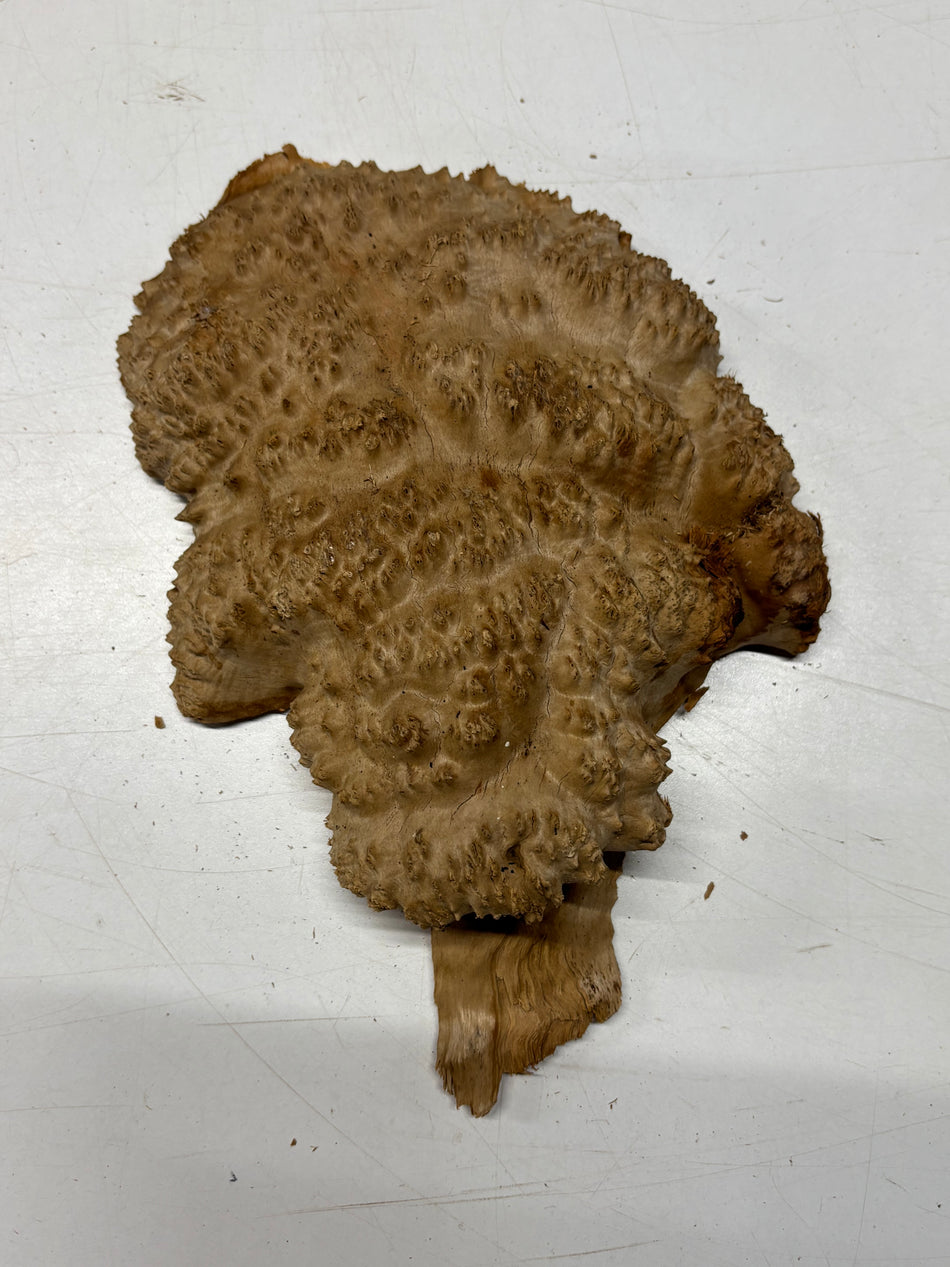 Brown Mallee Burl Blank 9" x 7" x 2" 3.2 Lbs #6149
