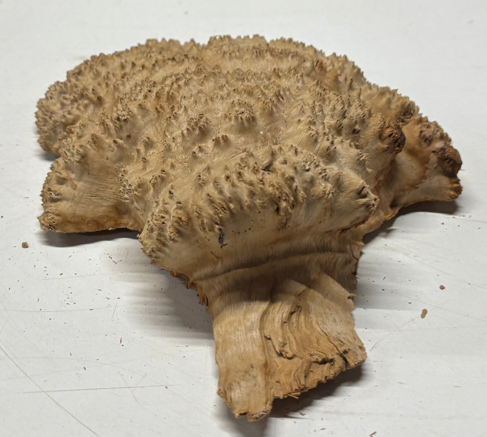 Brown Mallee Burl Blank 9" x 7" x 2" 3.2 Lbs #6149