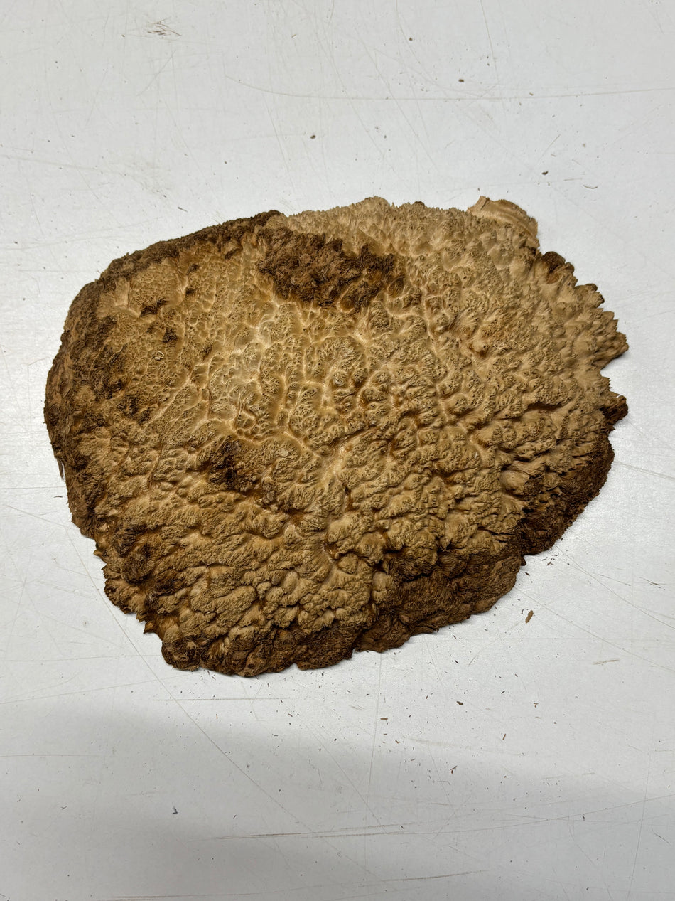 Brown Mallee Burl Blank 9" x 7.5" x 2" 2.8 Lbs #6150