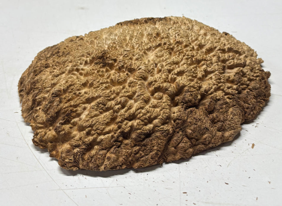 Brown Mallee Burl Blank 9" x 7.5" x 2" 2.8 Lbs #6150