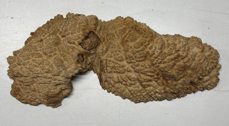 Brown Mallee Burl Blank 16" x 6" x 2" 3.3 Lbs #6151