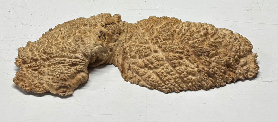 Brown Mallee Burl Blank 16" x 6" x 2" 3.3 Lbs #6151