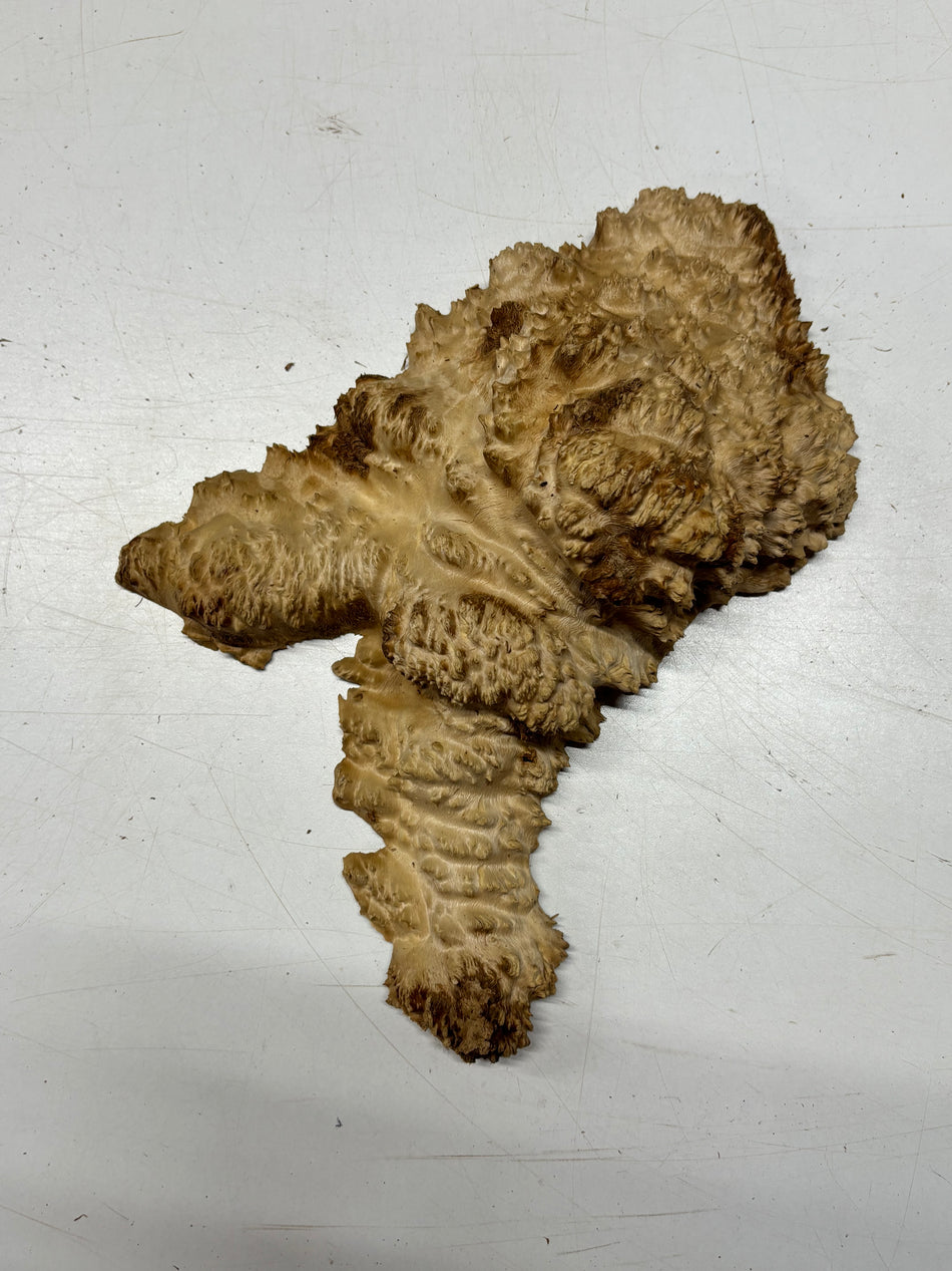 Brown Mallee Burl Blank 8" x 6" x 3" 2.3 Lbs #6152
