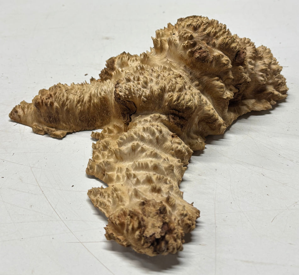 Brown Mallee Burl Blank 8" x 6" x 3" 2.3 Lbs #6152