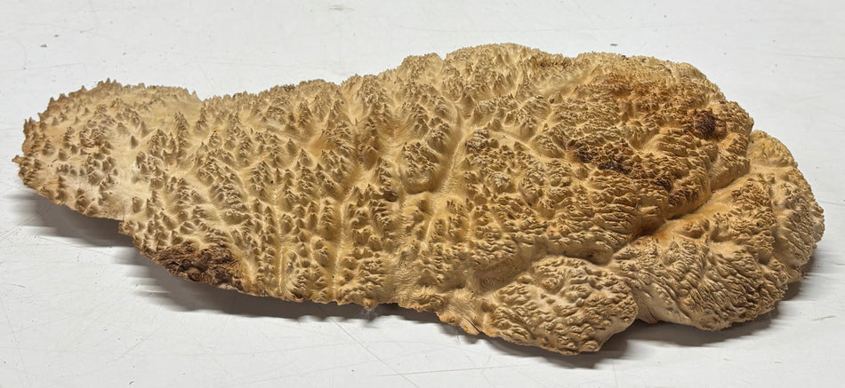 Brown Mallee Burl Blank 14.5" x 7.5" x 2" 3.7 Lbs #6153
