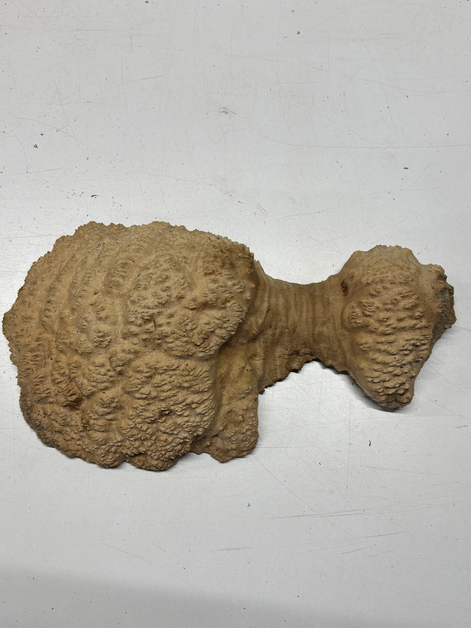 Brown Mallee Burl Blank 14" x 8" x 4" 4.6 Lbs #6154