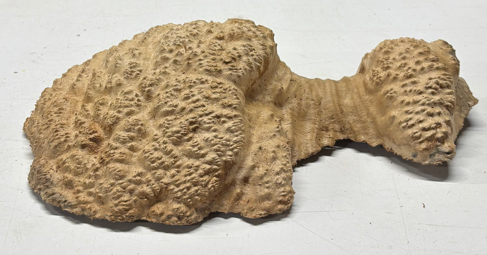 Brown Mallee Burl Blank 14" x 8" x 4" 4.6 Lbs #6154