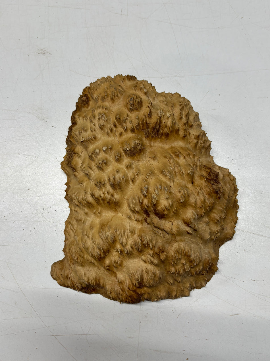 Brown Mallee Burl Blank 9" x 7" x 2" 2.6 Lbs #6156