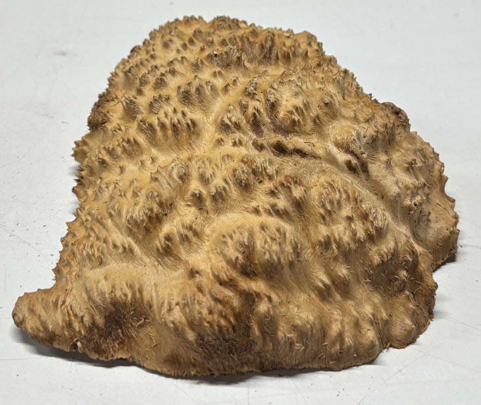 Brown Mallee Burl Blank 9" x 7" x 2" 2.6 Lbs #6156