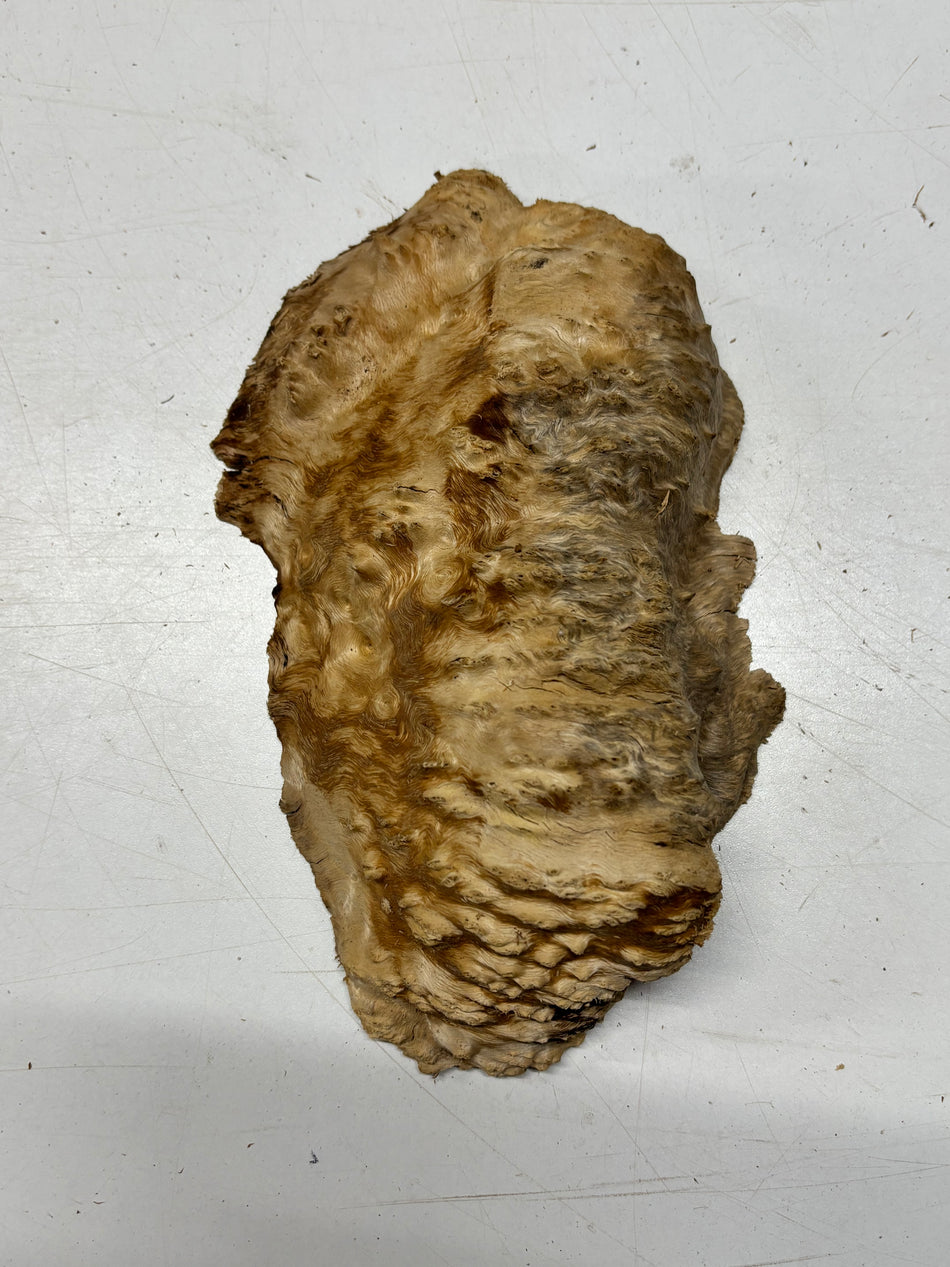 Brown Mallee Burl Blank 9" x 5" x 2" 1.3 Lbs #6157