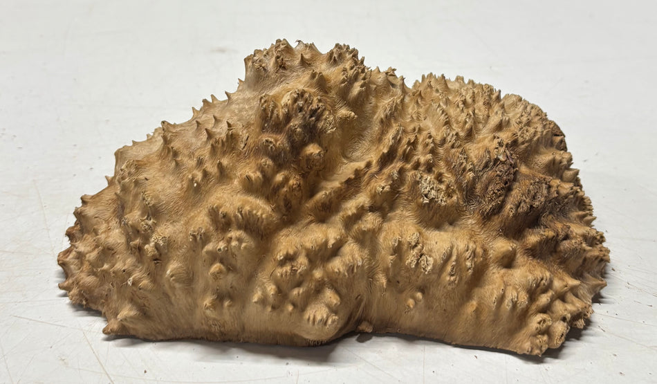 Brown Mallee Burl Blank 7" x 4" x 1.5" 1.8 Lbs #6158